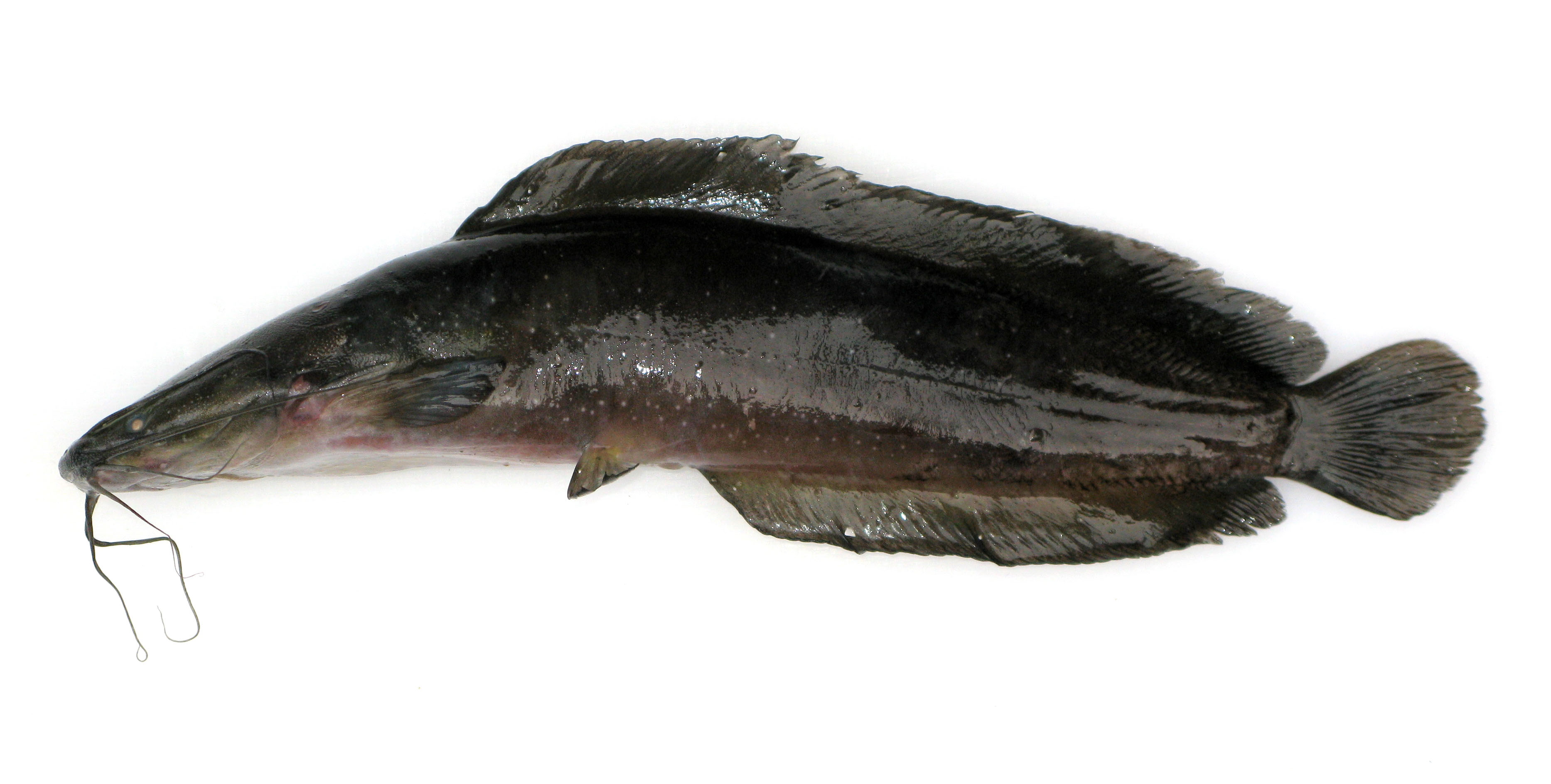 Clarias batrachus (Linnaeus, 1758)
